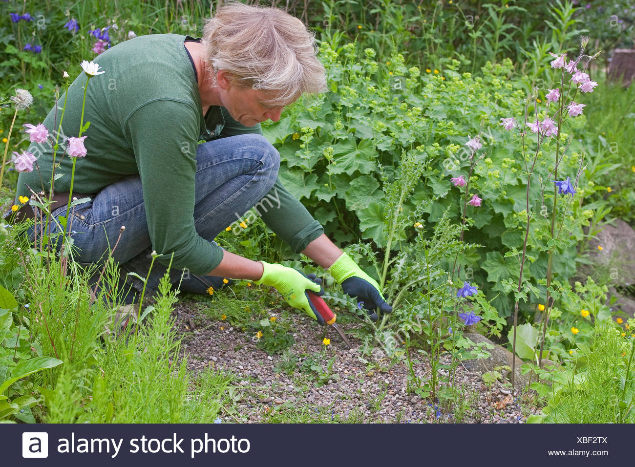 woman weeding the garden, Germany Stock Photo - Alamy