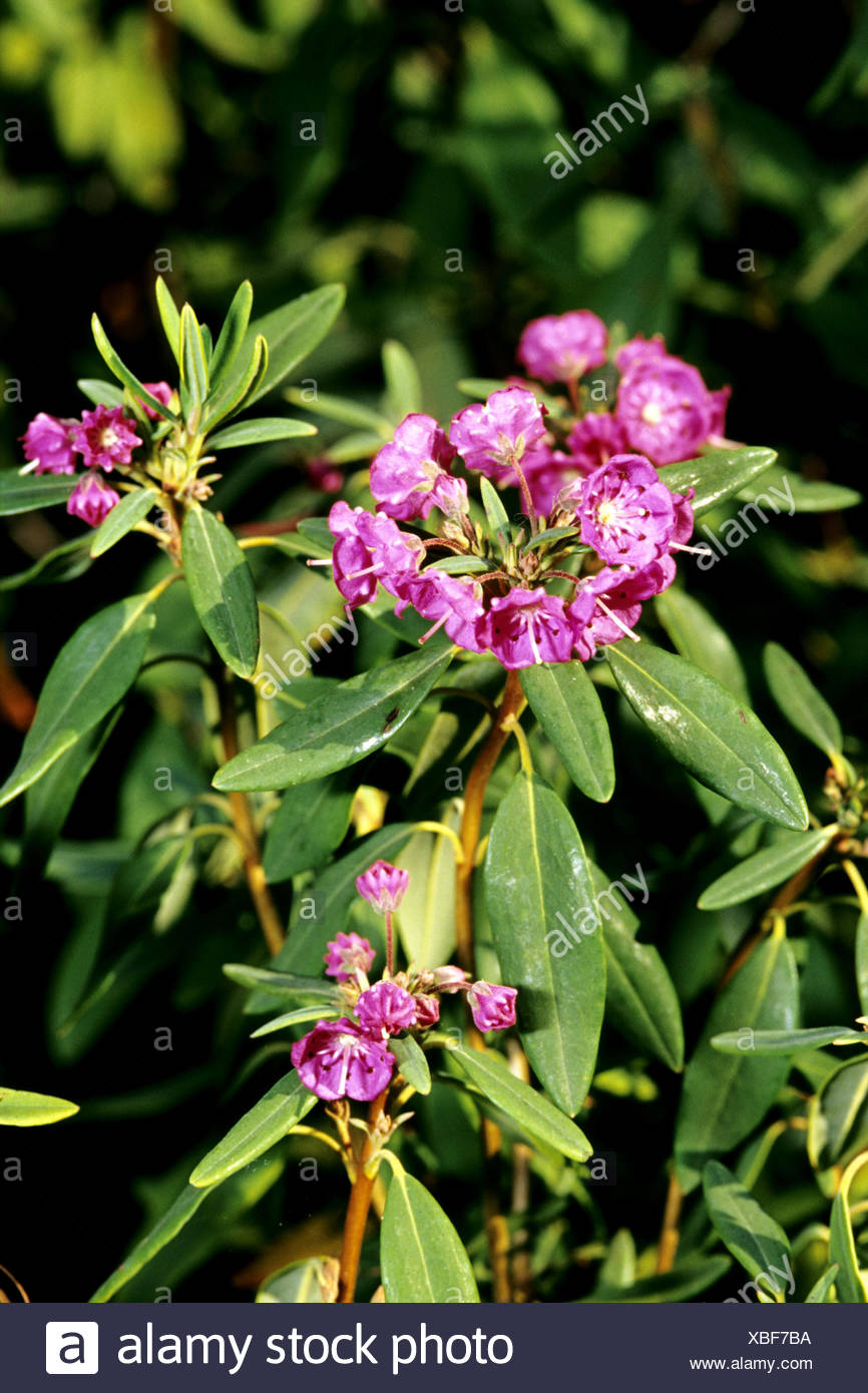 Sheep Laurel Kalmia Angustifolia Flowering High Resolution Stock Photography and Images Alamy