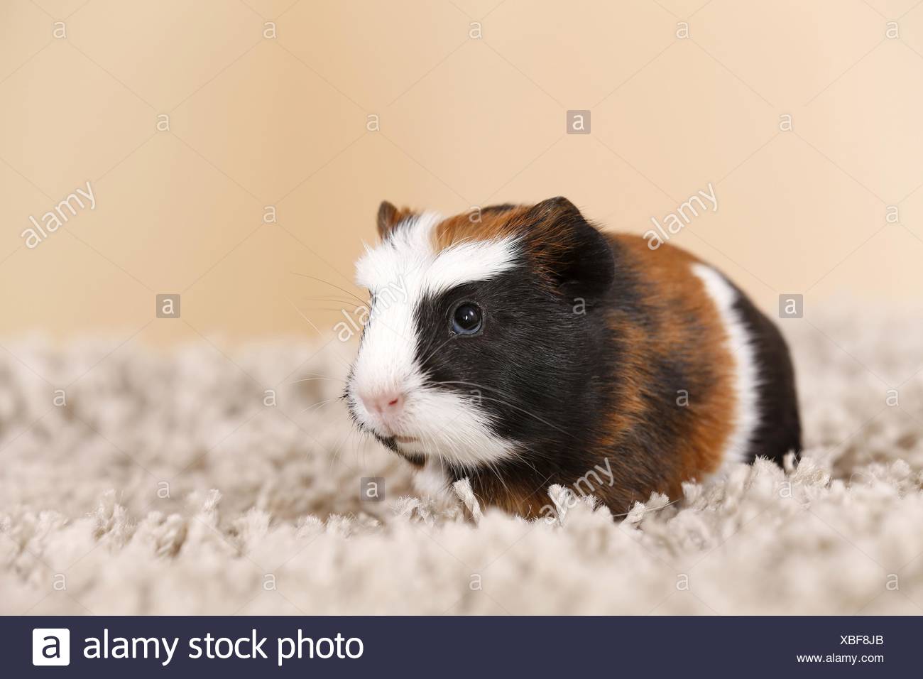 Young Smooth Haired Guinea Pigs Stock Photo 282463171 Alamy