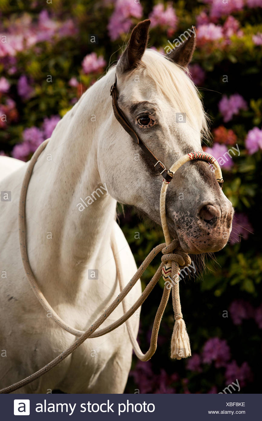 Poa Pony Of The Americas White Horse Wearing A Bosal Hackamore