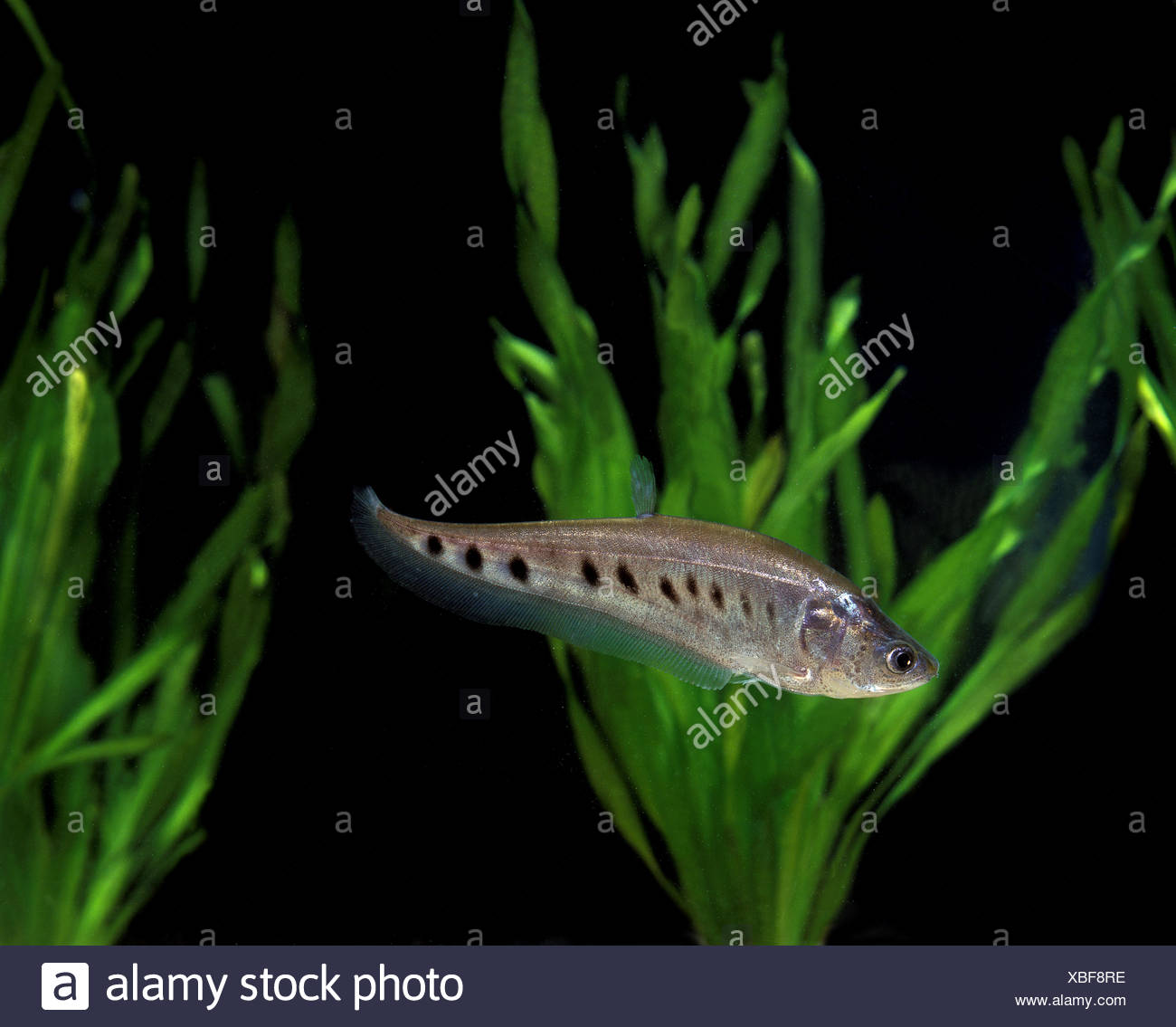 clown knifefish stock photos
