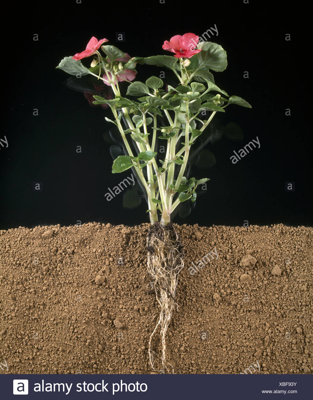 Plant Stem Flower Roots High Resolution Stock Photography and Images