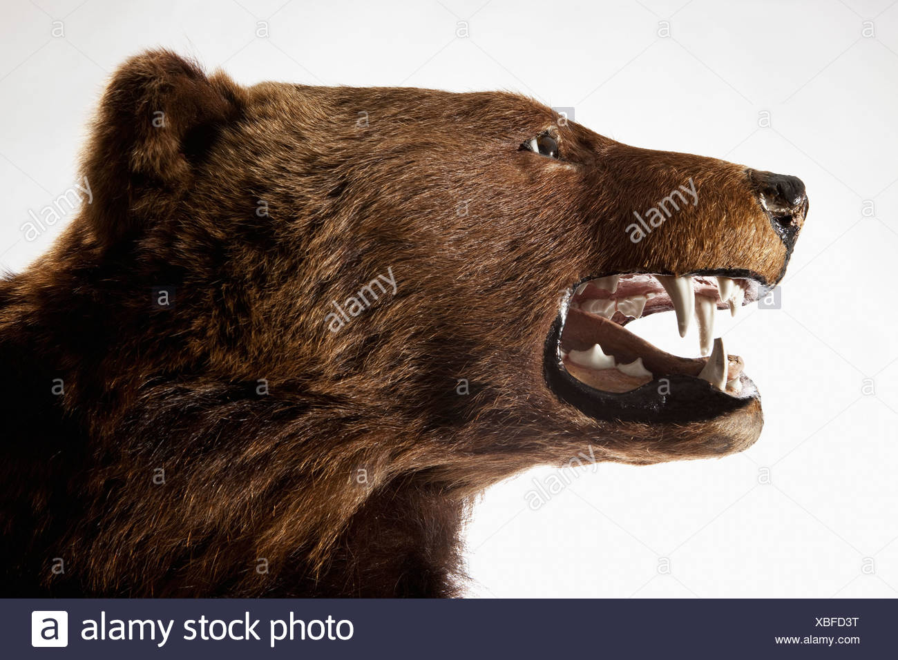 stuffed bear head