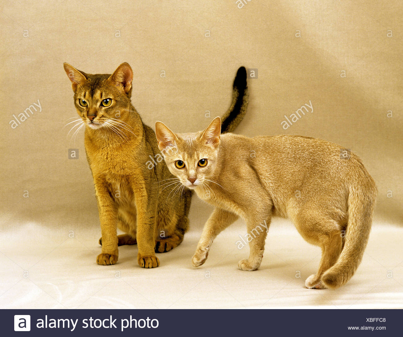 Red Abyssinian Domestic Cat Stock Photo 282468488 Alamy