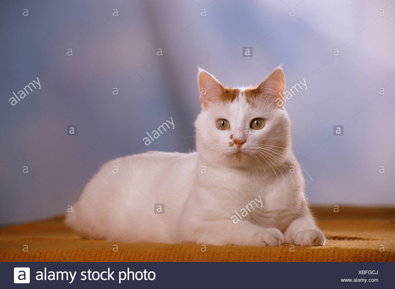 anatolian cat