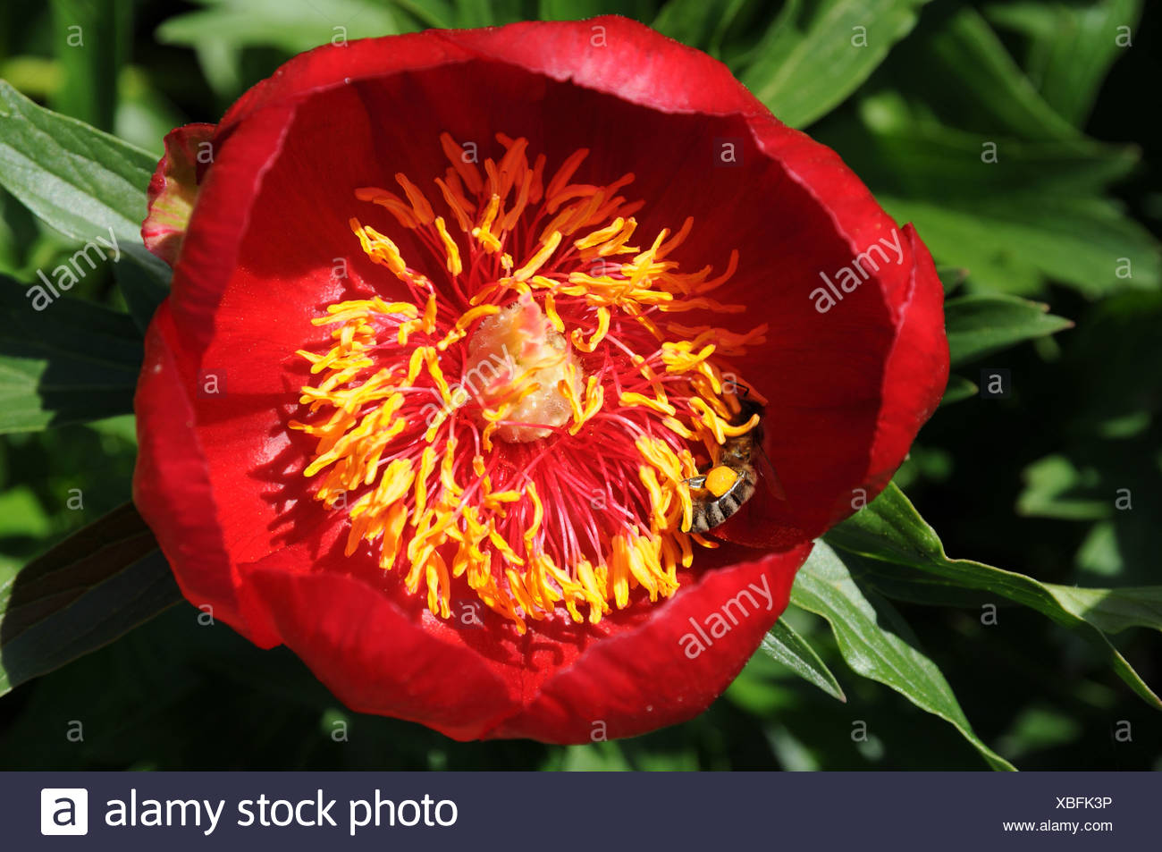Peony Stock Photo