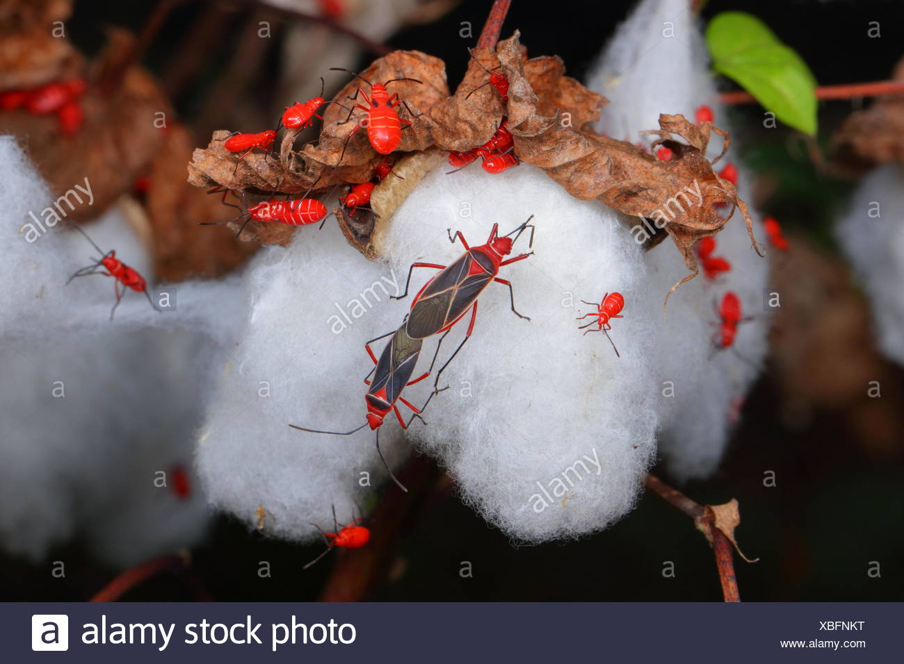 Cotton Stainers Mating High Resolution Stock Photography and Images Alamy