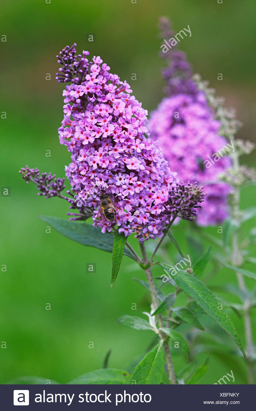 Snappy S Gardens Blog