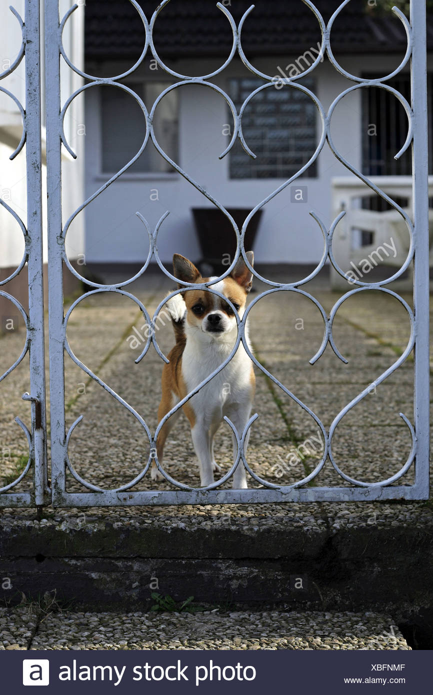 Dogs Behind Gate High Resolution Stock Photography and Images Alamy