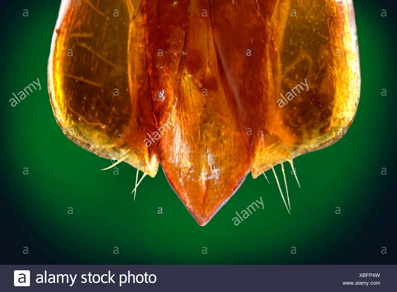 Stigmodera Gratiosa High Resolution Stock Photography and Images Alamy