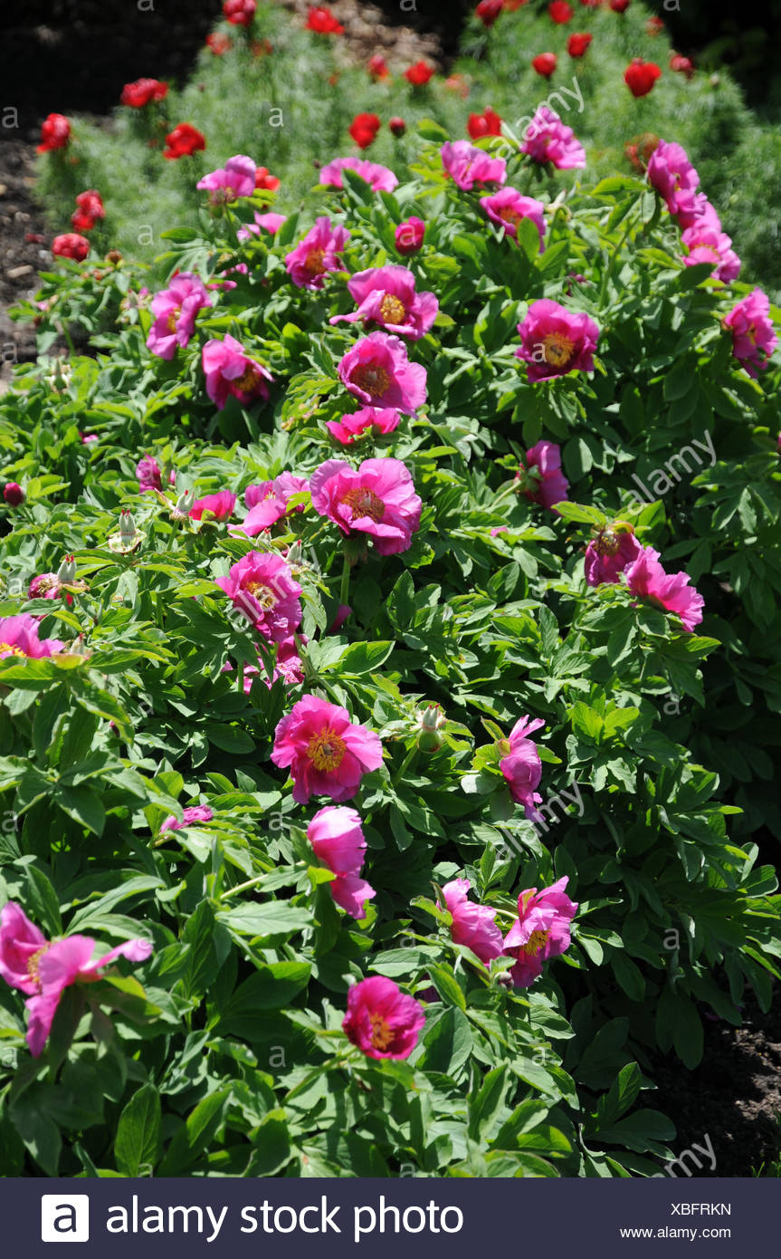 Peony Stock Photo