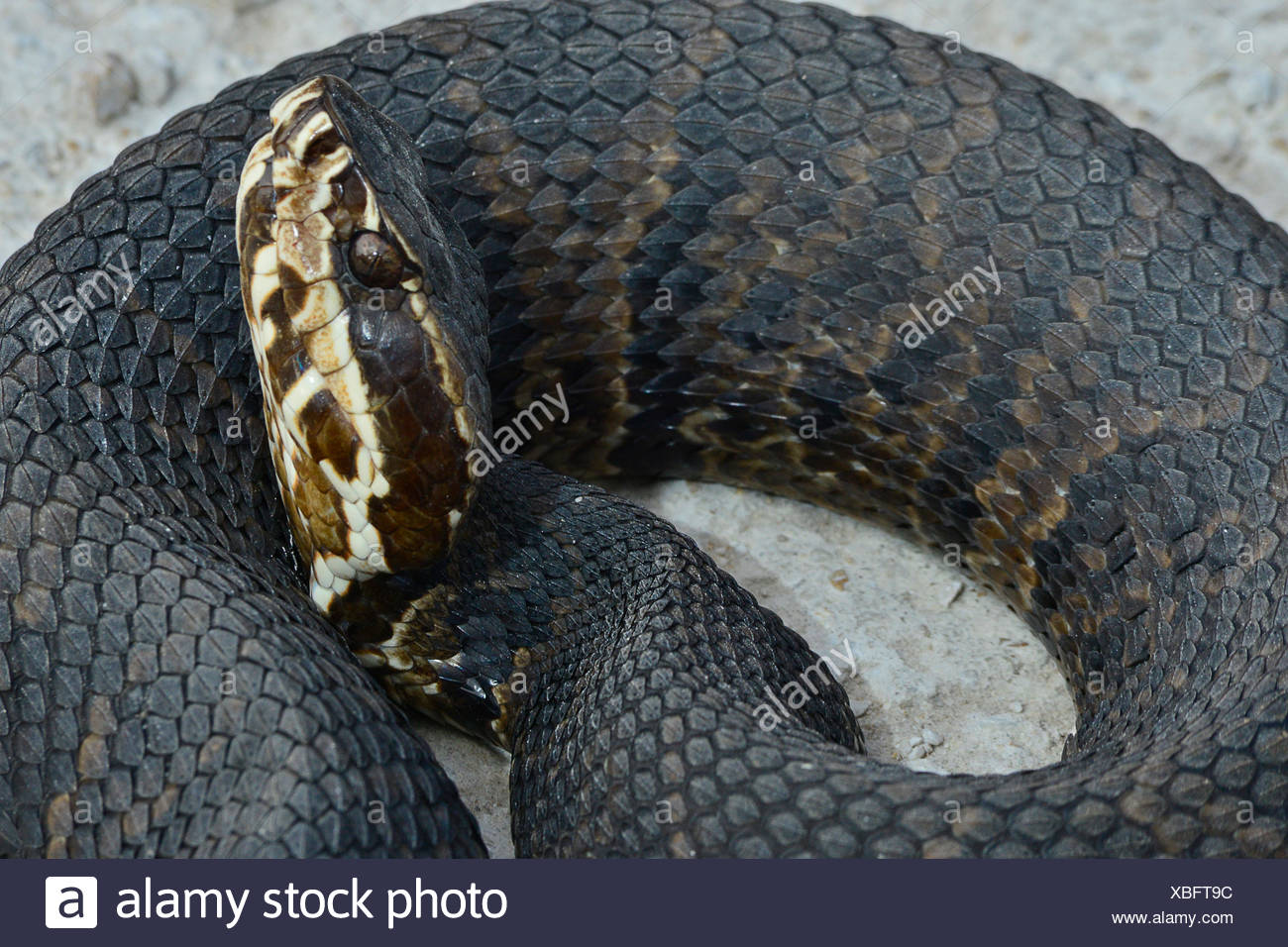 Agkistrodon Piscivorus Cottonmouth Snake High Resolution Stock