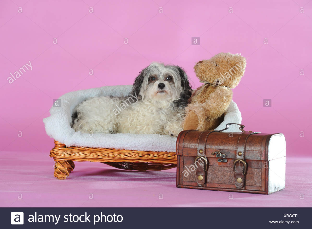 chinese teddy dog