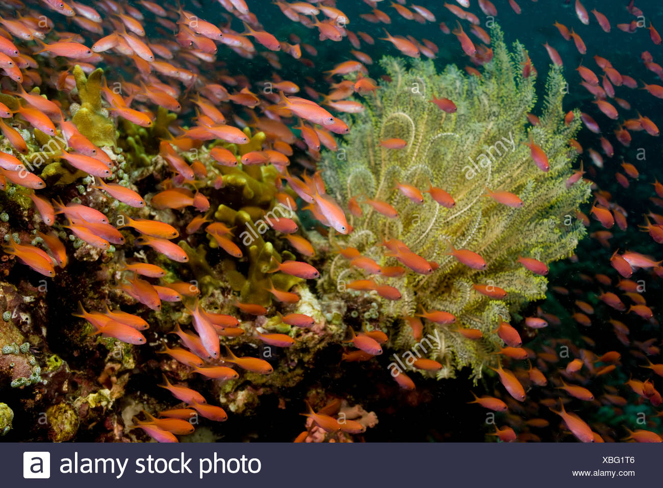 Saltwater Schooling Fish