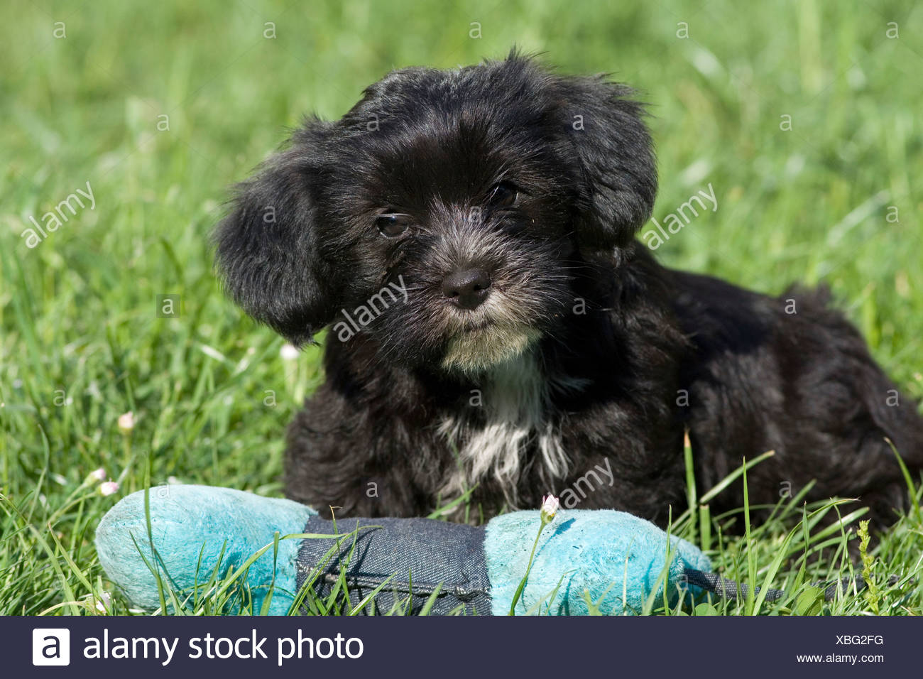Mixed Breed Puppy With A Bone Shaped Pillow North Tyrol Austria