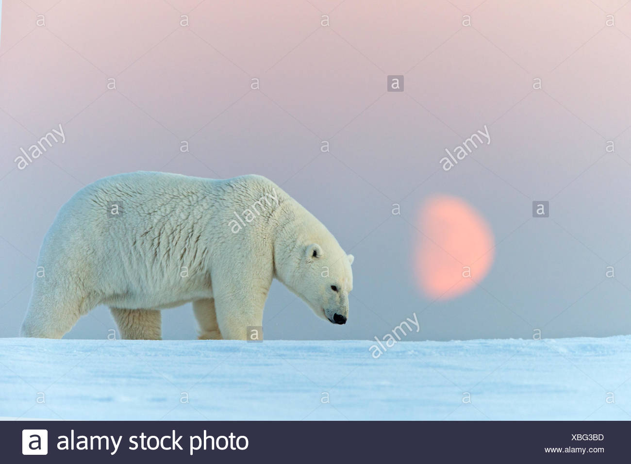 черчилл манитоба канада. кактовик аляска. полярные медведи в черчилле, манитоба. миграции медведя. медведь с рыбой.