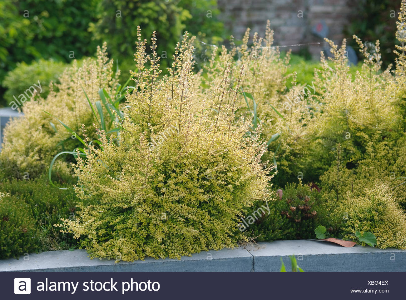 Lonicera Nitida Baggesen S Gold Hedges Trees To Plant