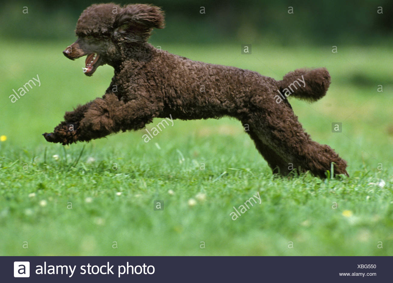 poodles running