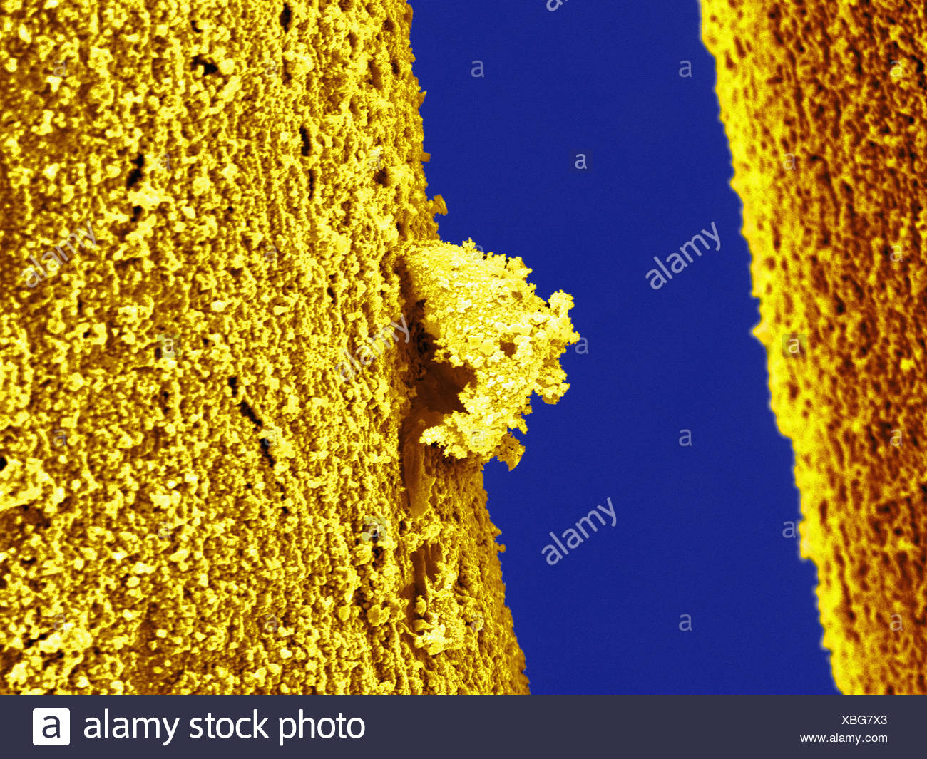 Closeup Gold High Resolution Stock Photography and Images - Alamy