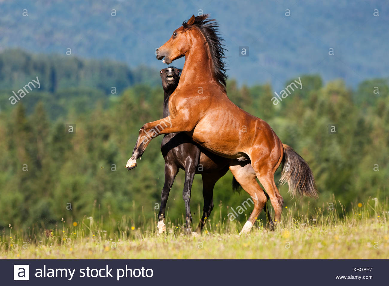Stallion High Resolution Stock Photography and Images Alamy