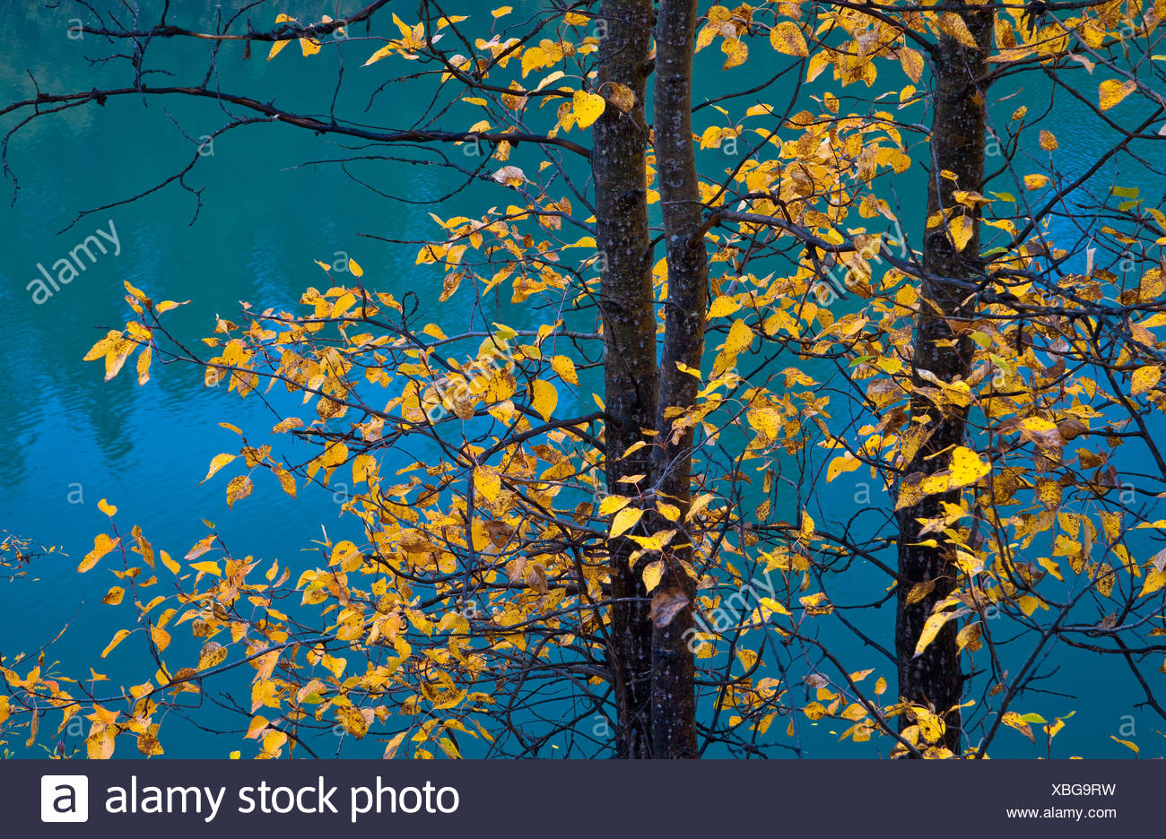 Poplar Tree Leaves High Resolution Stock Photography and Images Alamy