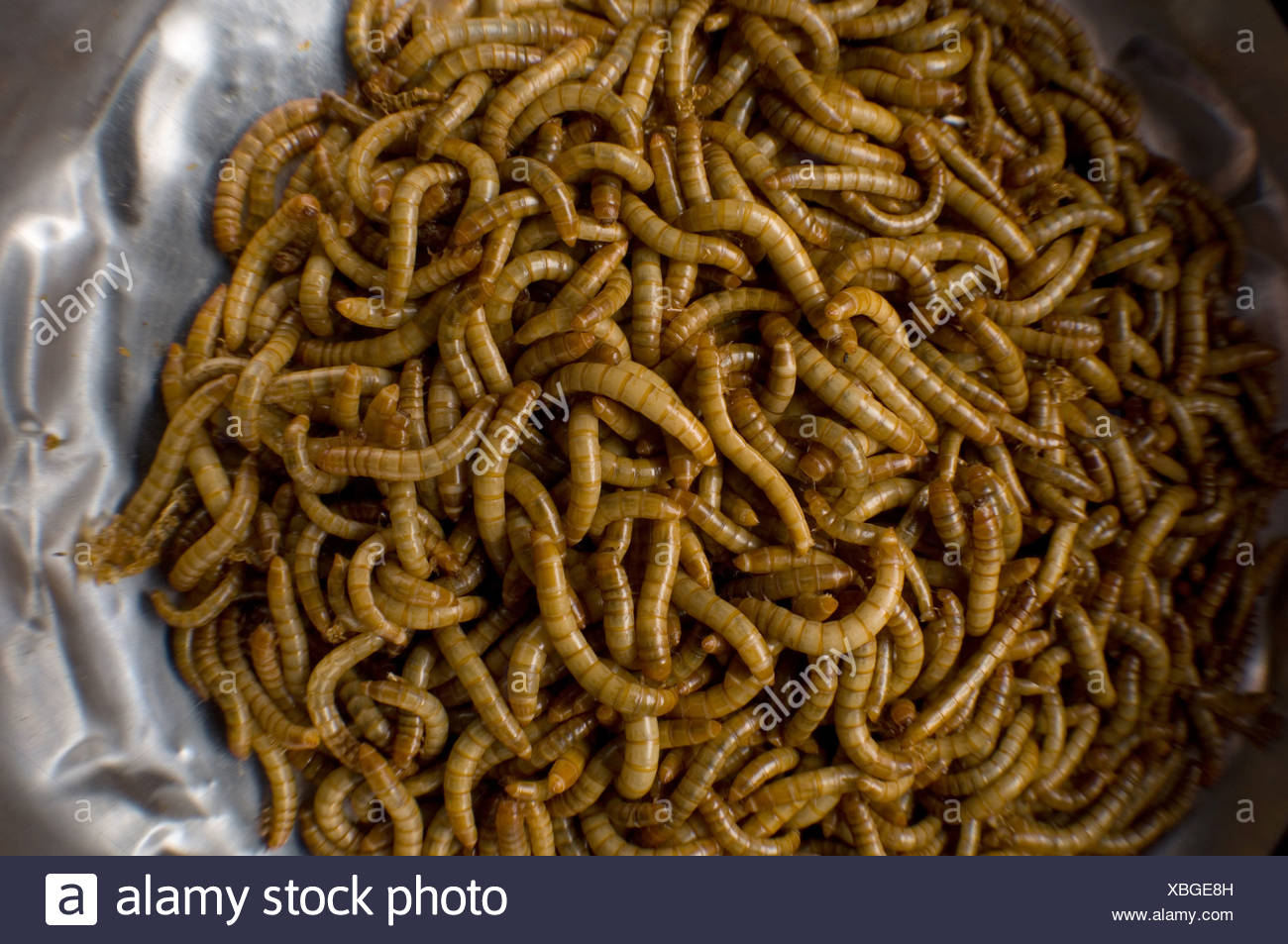 Linnaeus Stock Photos & Linnaeus Stock Images Alamy
