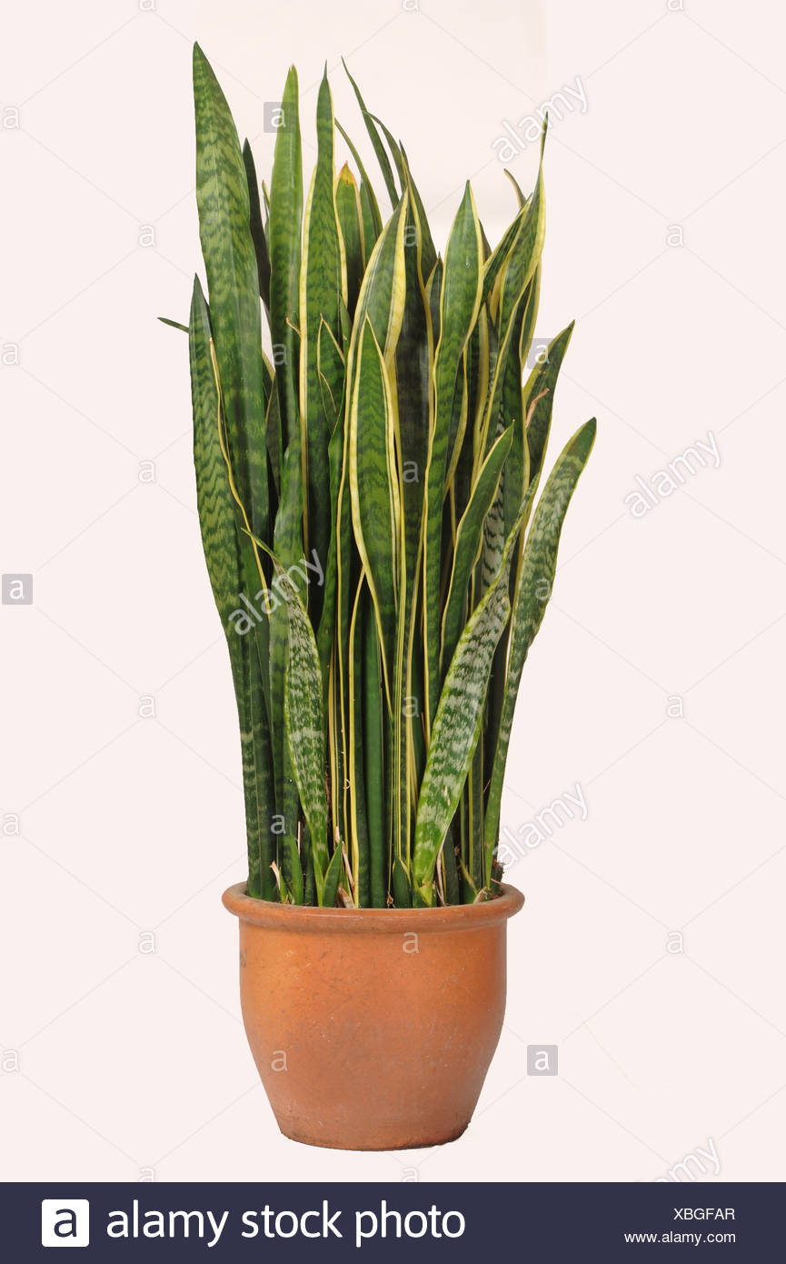 Sansevieria Trifasciata Mother in Laws Tongue air Purifying Plant Sansevieria Trifasciata Mother in Laws Tongue air Purifying Plant