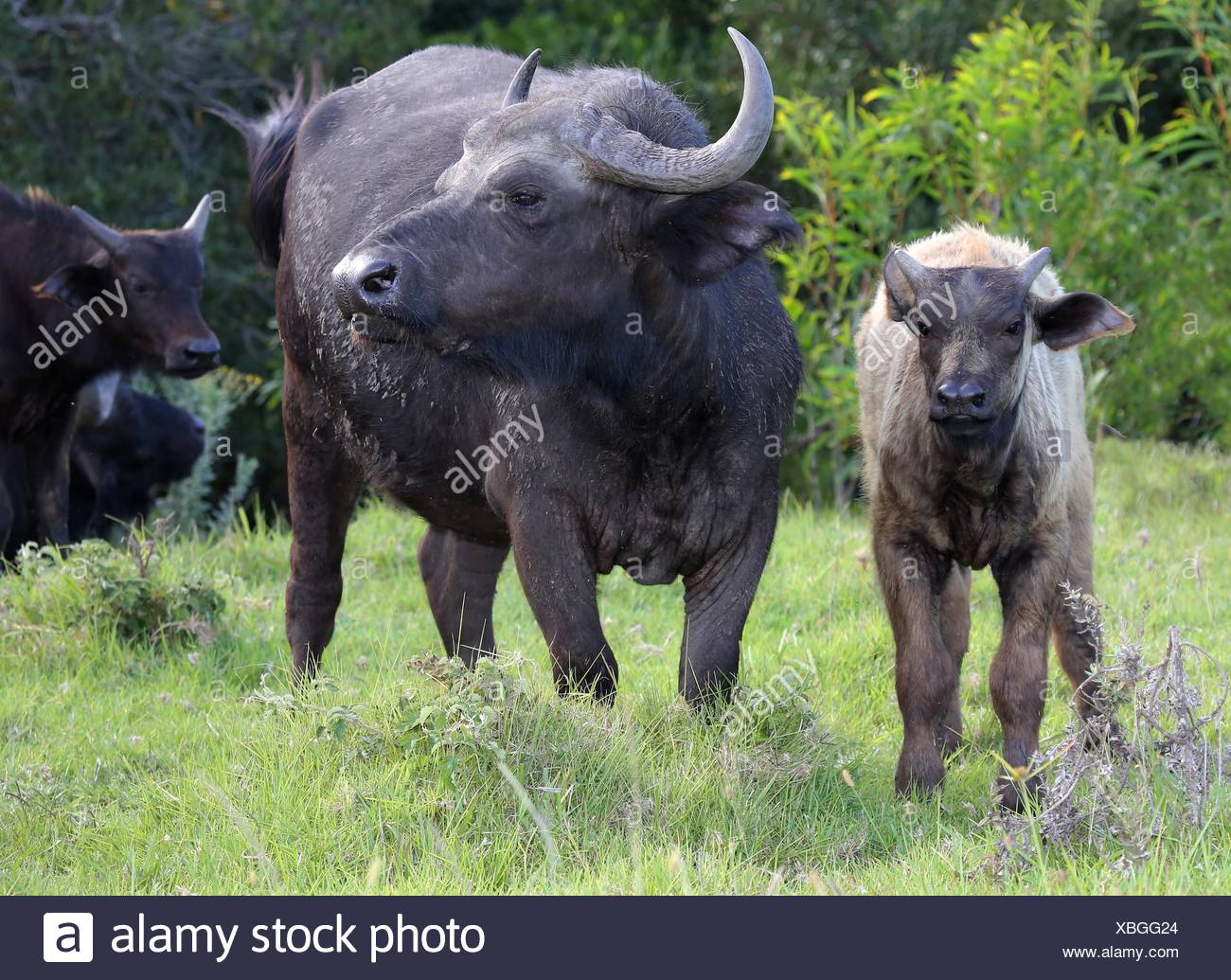 Buffalo cow protecting it's young calf at it's side Stock Photo - Alamy
