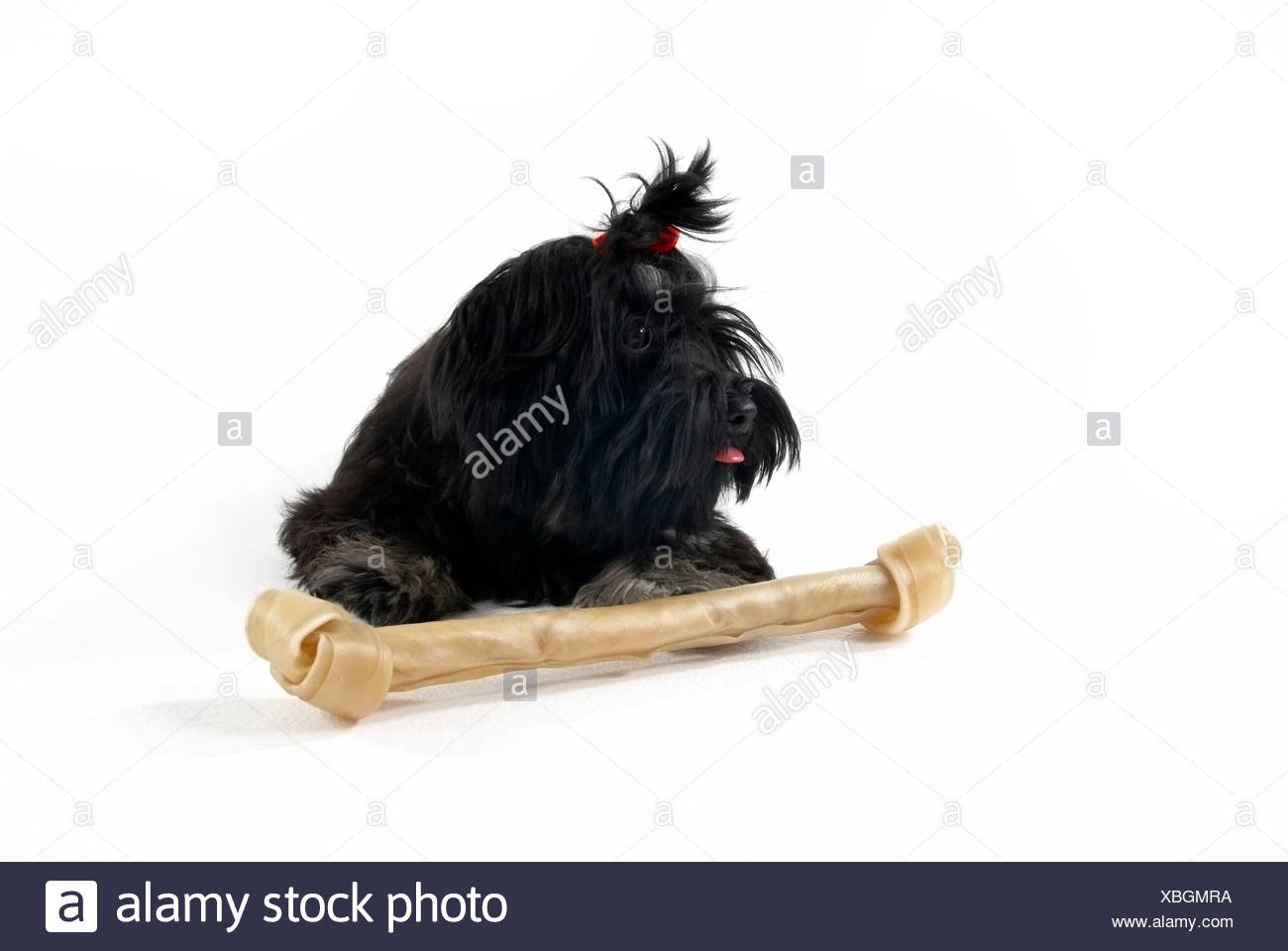 Small Dog Big Bone High Resolution Stock Photography and Images Alamy