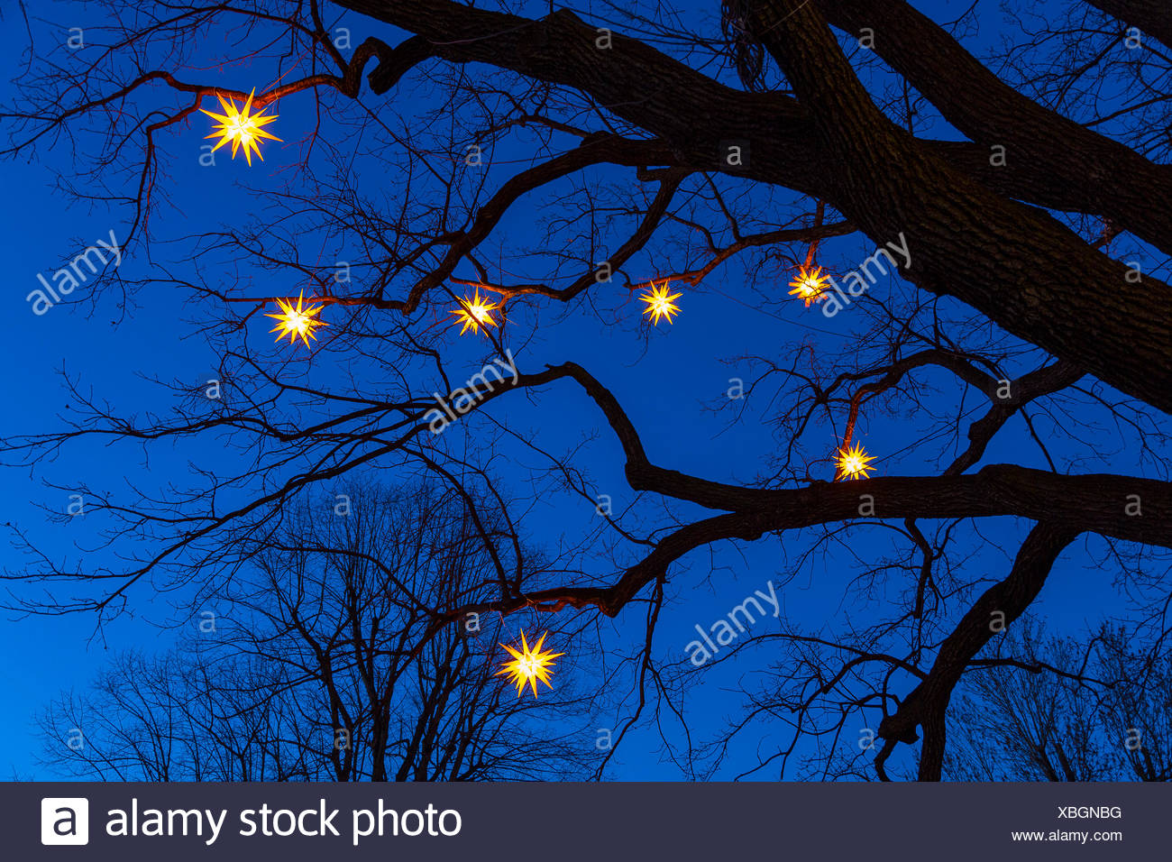 Bare Branch Christmas Tree Stock Photos Bare Branch Christmas