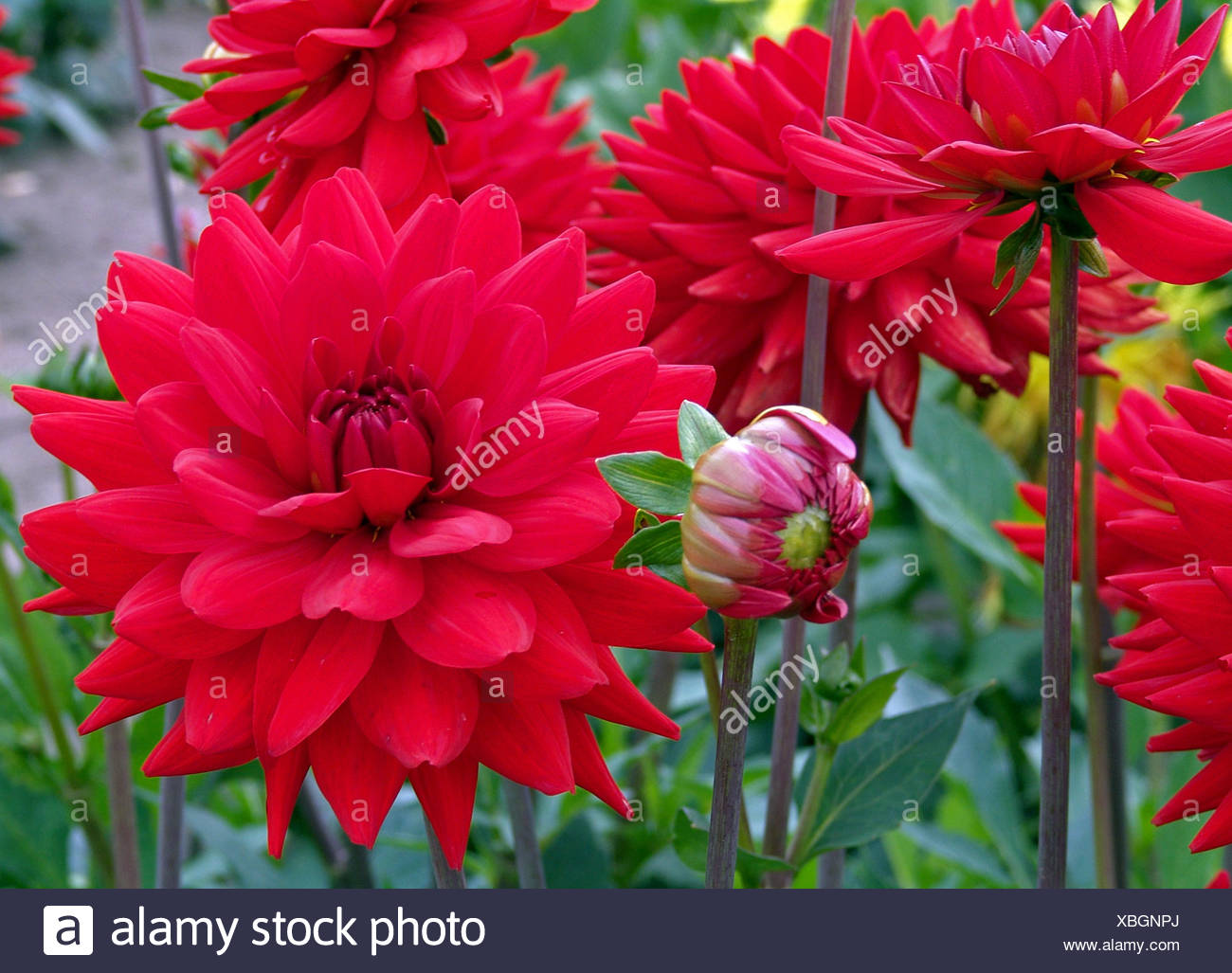 Stock Photos & Stock Images Alamy