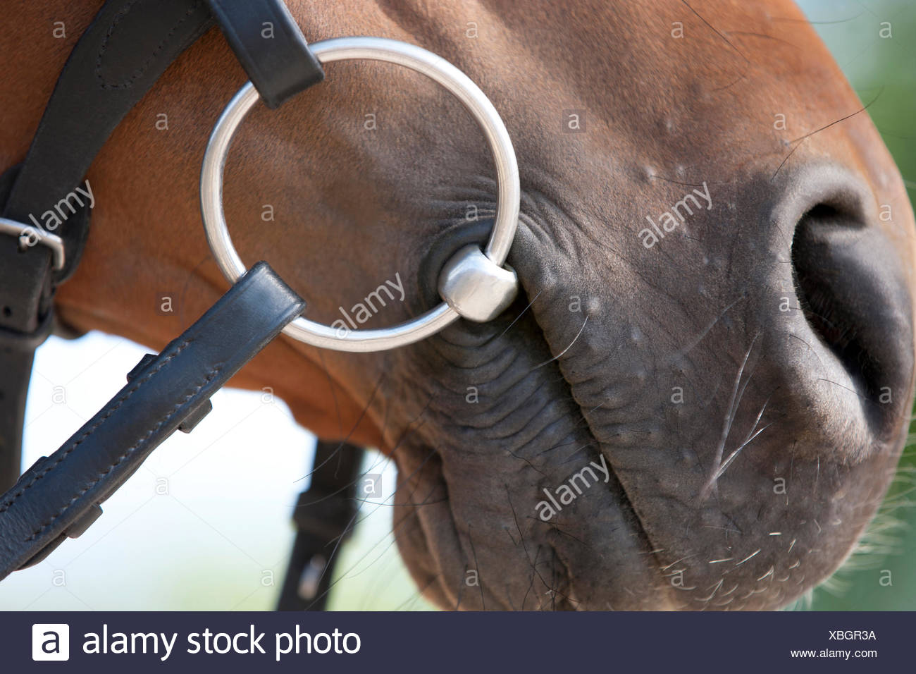Horses Mouth Bit Stock Photos & Horses Mouth Bit Stock Images Alamy