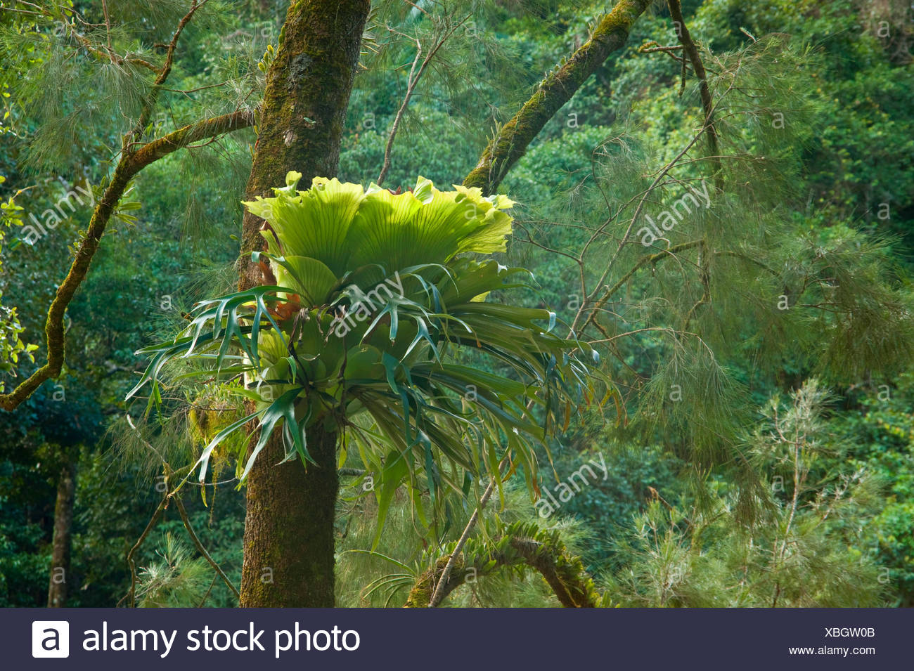 Fern Horn High Resolution Stock Photography and Images Alamy