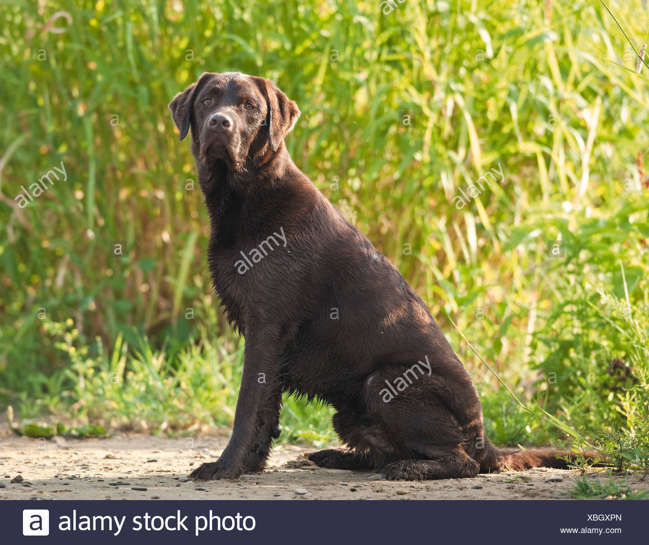 Labrador Retriever Brown Adult Sittingsand Reed Background Stock