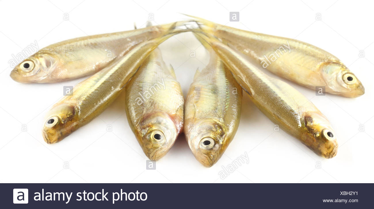Mola Mola Fish Stock Photos & Mola Mola Fish Stock Images - Alamy