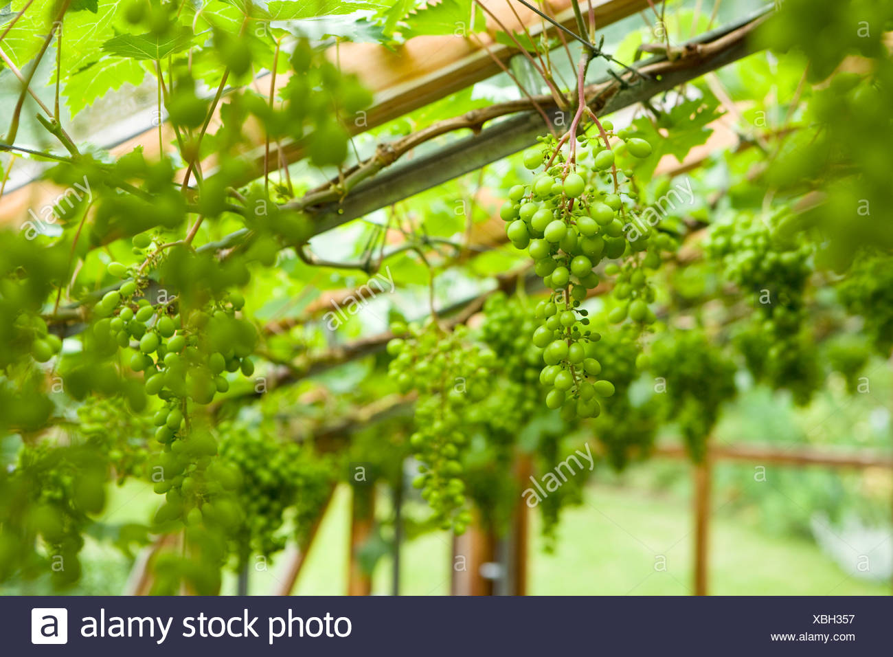 Grapevine In A Greenhouse High Resolution Stock Photography and Images