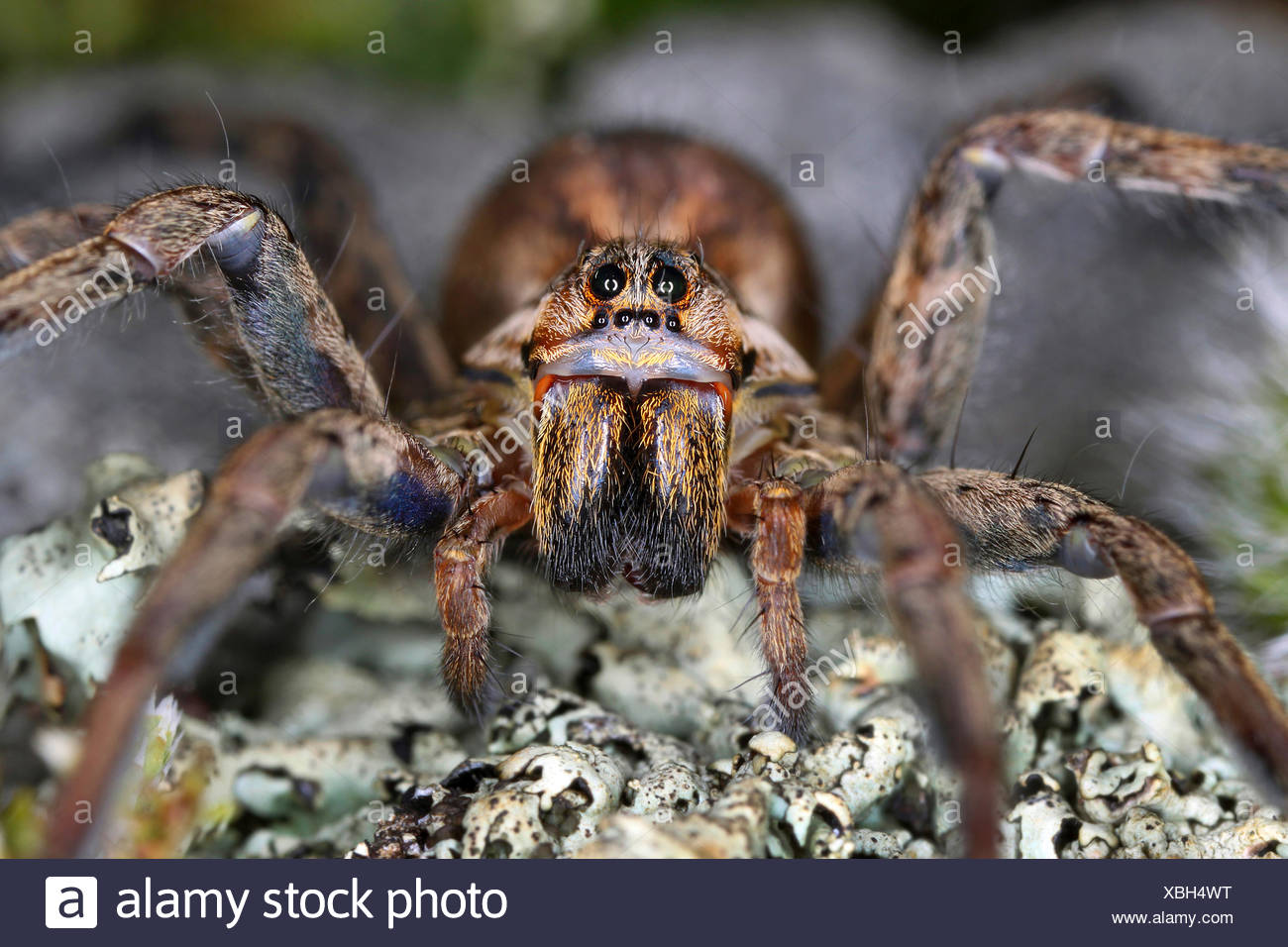 False Tarantula Hogna Radiata High Resolution Stock Photography And ...