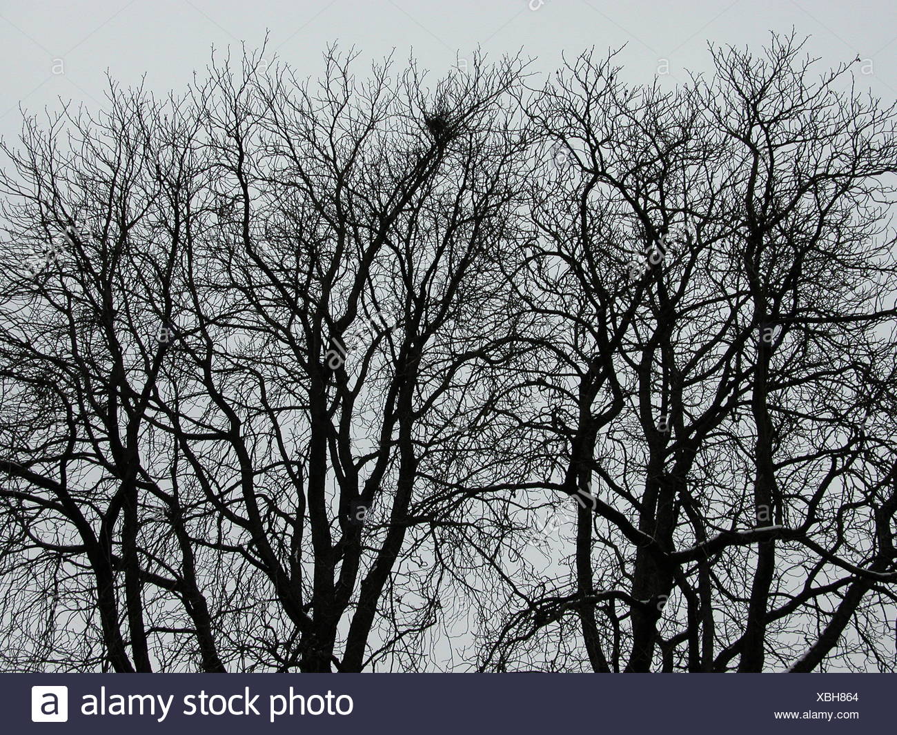 tree trees plant branches branchage head of a tree ramified nature  baumkronen Stock Photo - Alamy