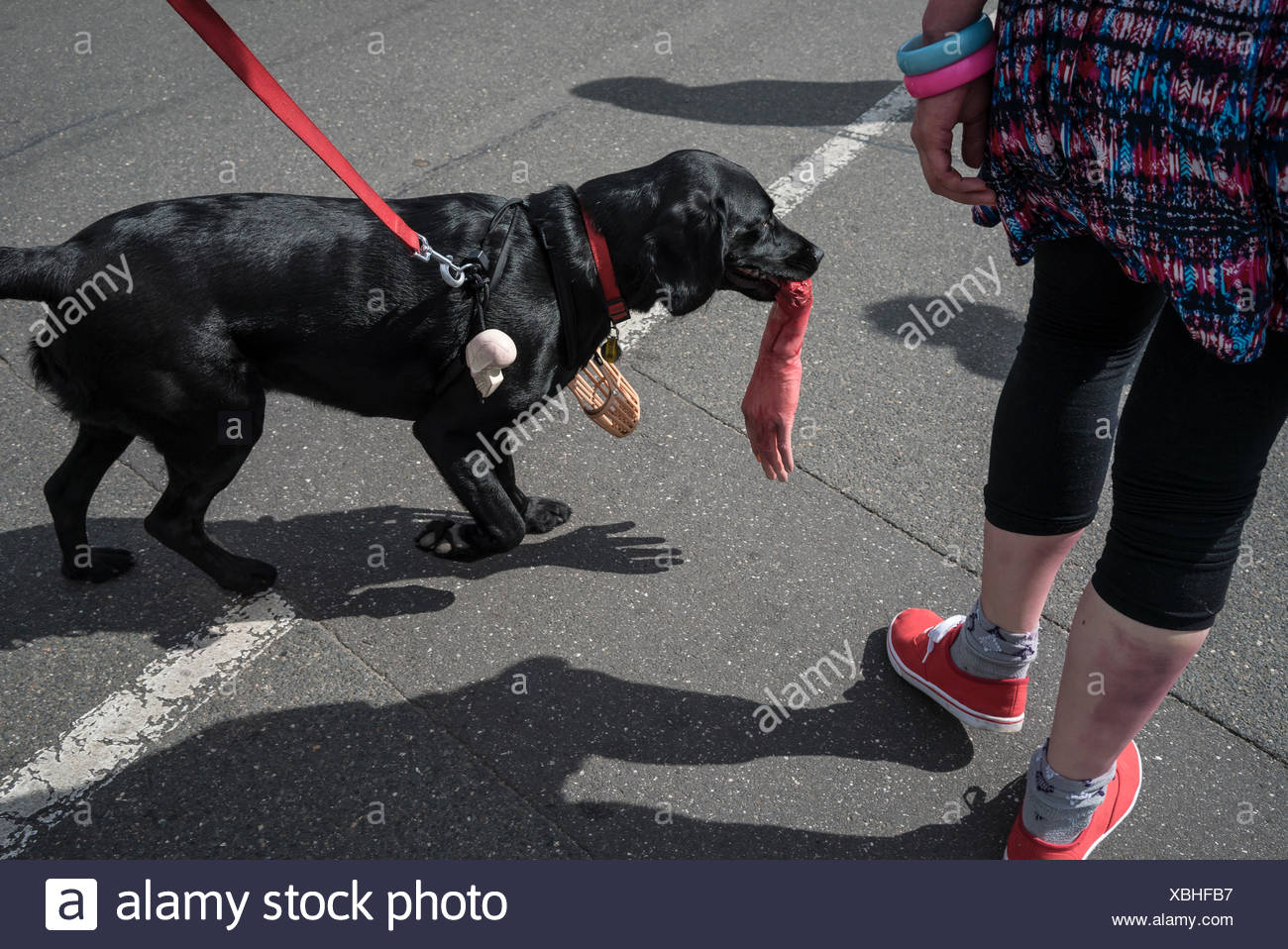 Women With Dog In Hand High Resolution Stock Photography and Images Alamy