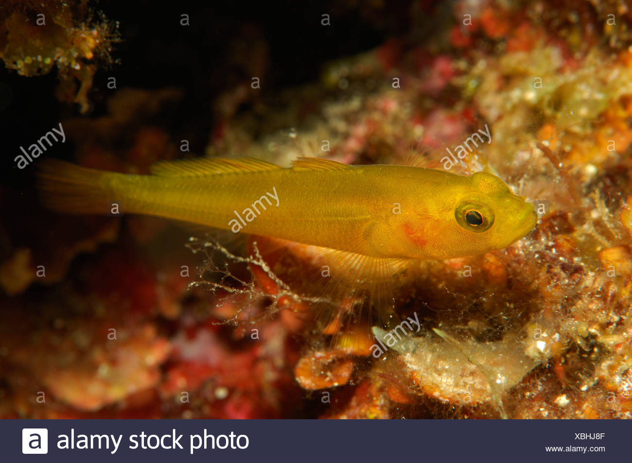 Yellow Coral Goby Stock Photos & Yellow Coral Goby Stock Images Alamy