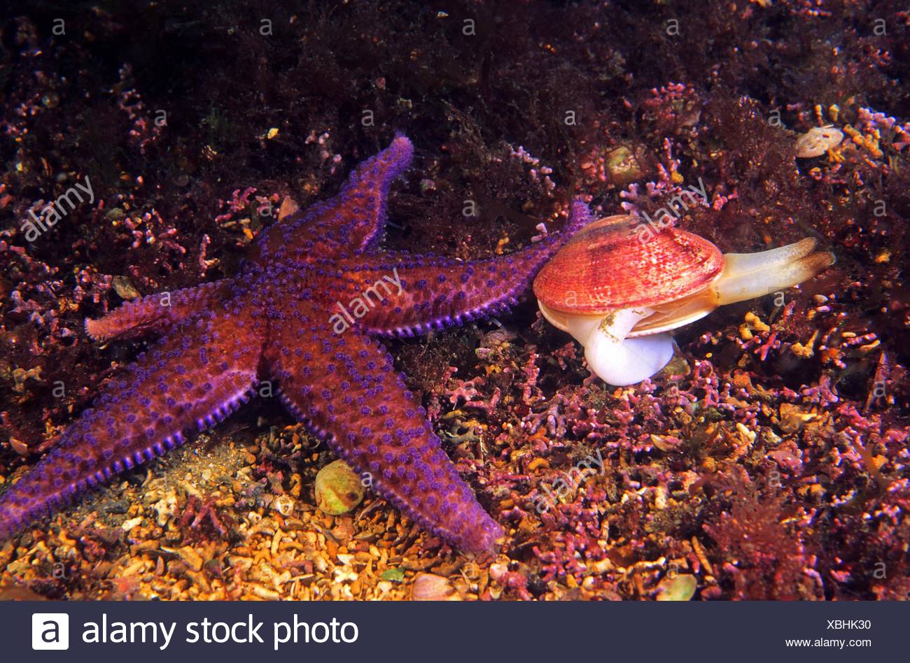 Banded Venus High Resolution Stock Photography and Images - Alamy
