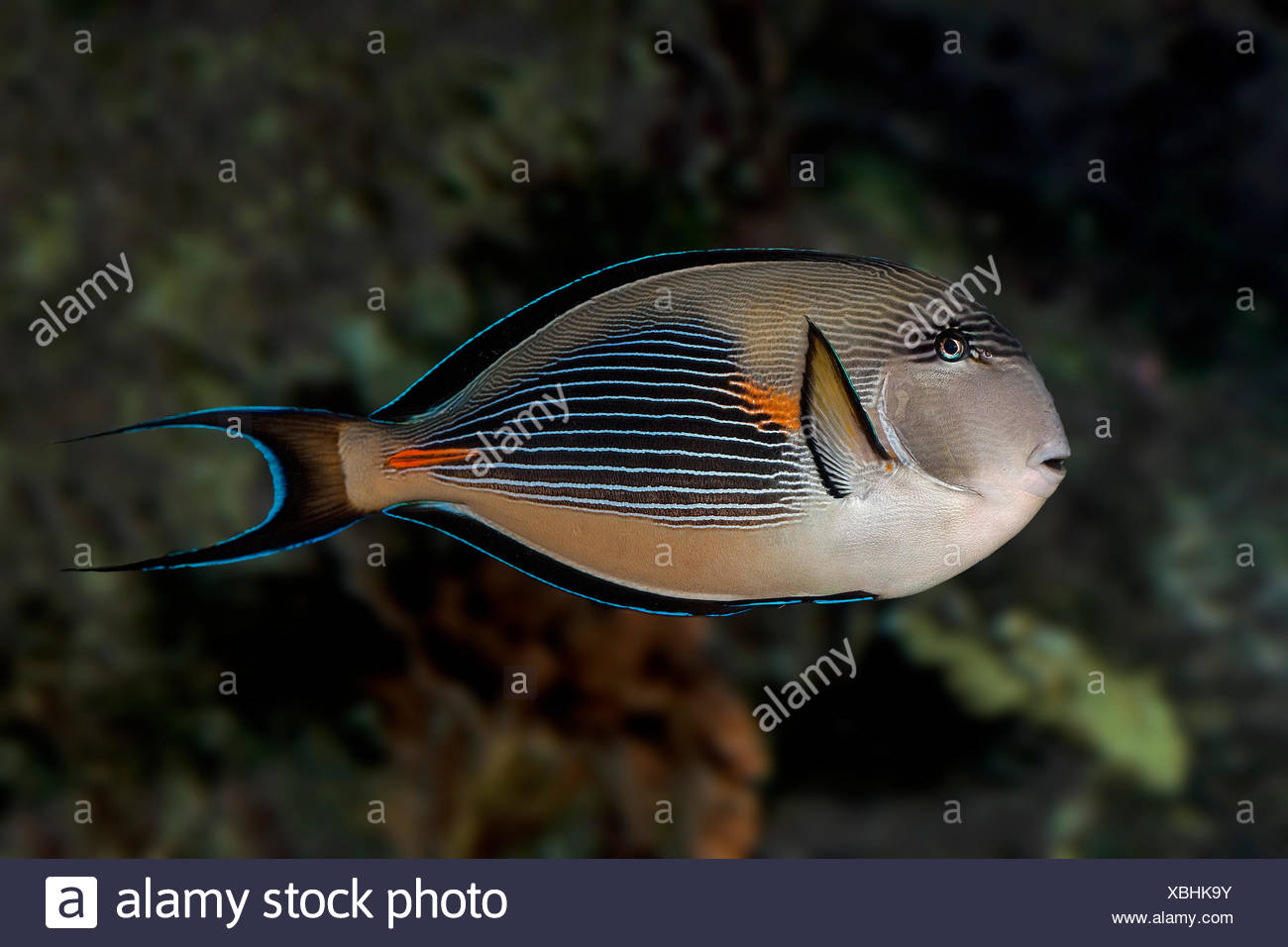 Sohal Tang or Sohal Surgeonfish, acanthurus sohal, Adult Stock ...