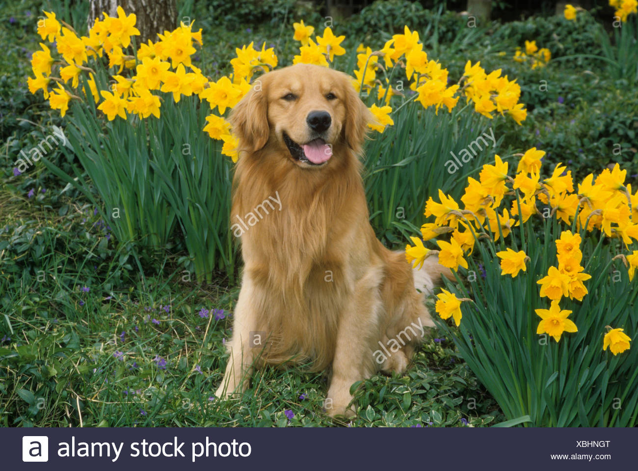 Dog Daffodil High Resolution Stock Photography and Images Alamy