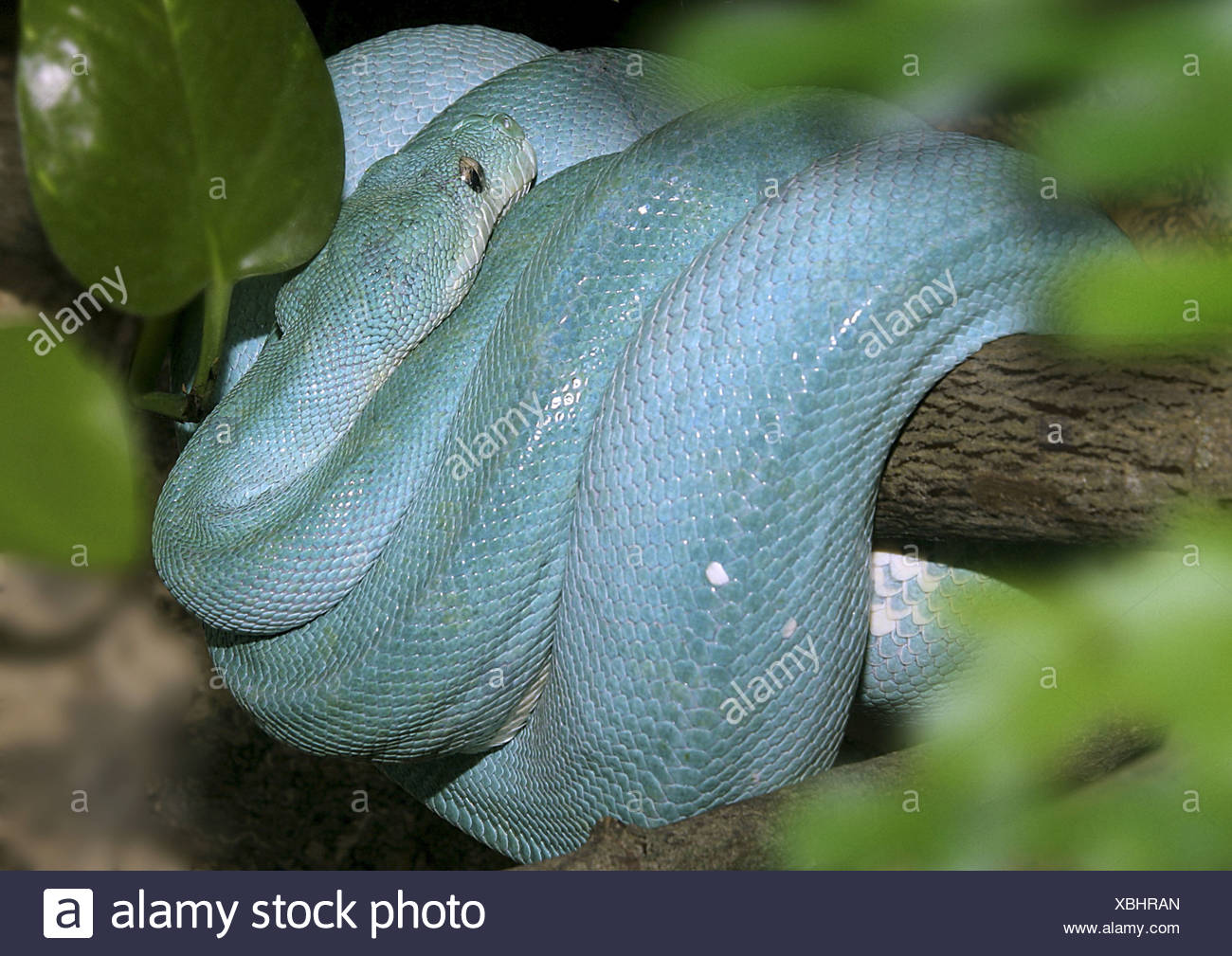 photo Red Blue Green Tree Python https www alamy com green tree python chondropython viridis morelia viridis blue variety image282518621 html
