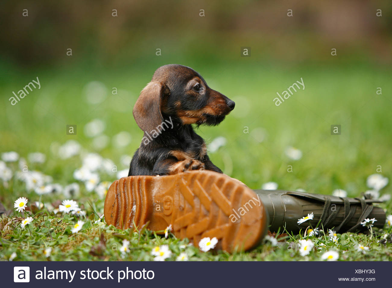 canis wear dog boots