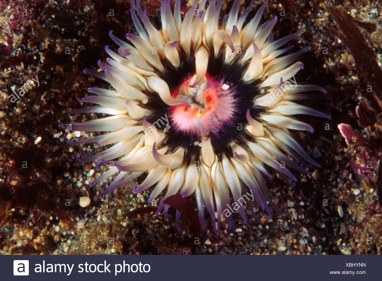 Urticina Crassicornis High Resolution Stock Photography and Images Alamy