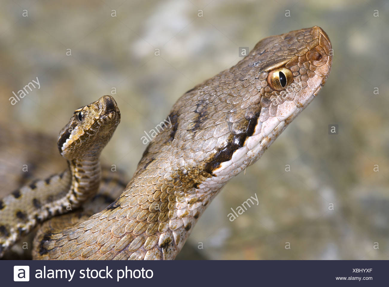 Asp Viper Vipera Aspis Adult Female With Newly Born Young Close Up Of Heads Val Borbera Alessandria Piedmont Italy Stock Photo Alamy