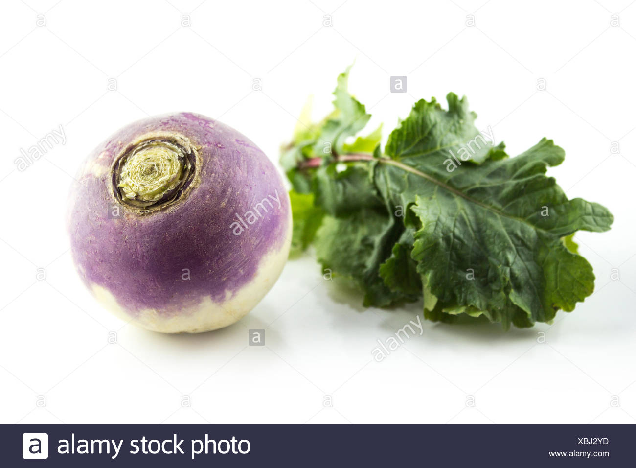 Turnip Leaves Stock Photos Turnip Leaves Stock Images Alamy