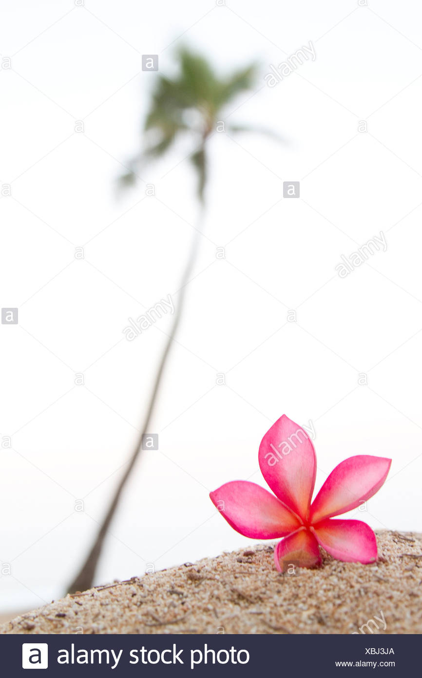 Hawaii Beach Palm Tree Stock Photos & Hawaii Beach Palm Tree Stock