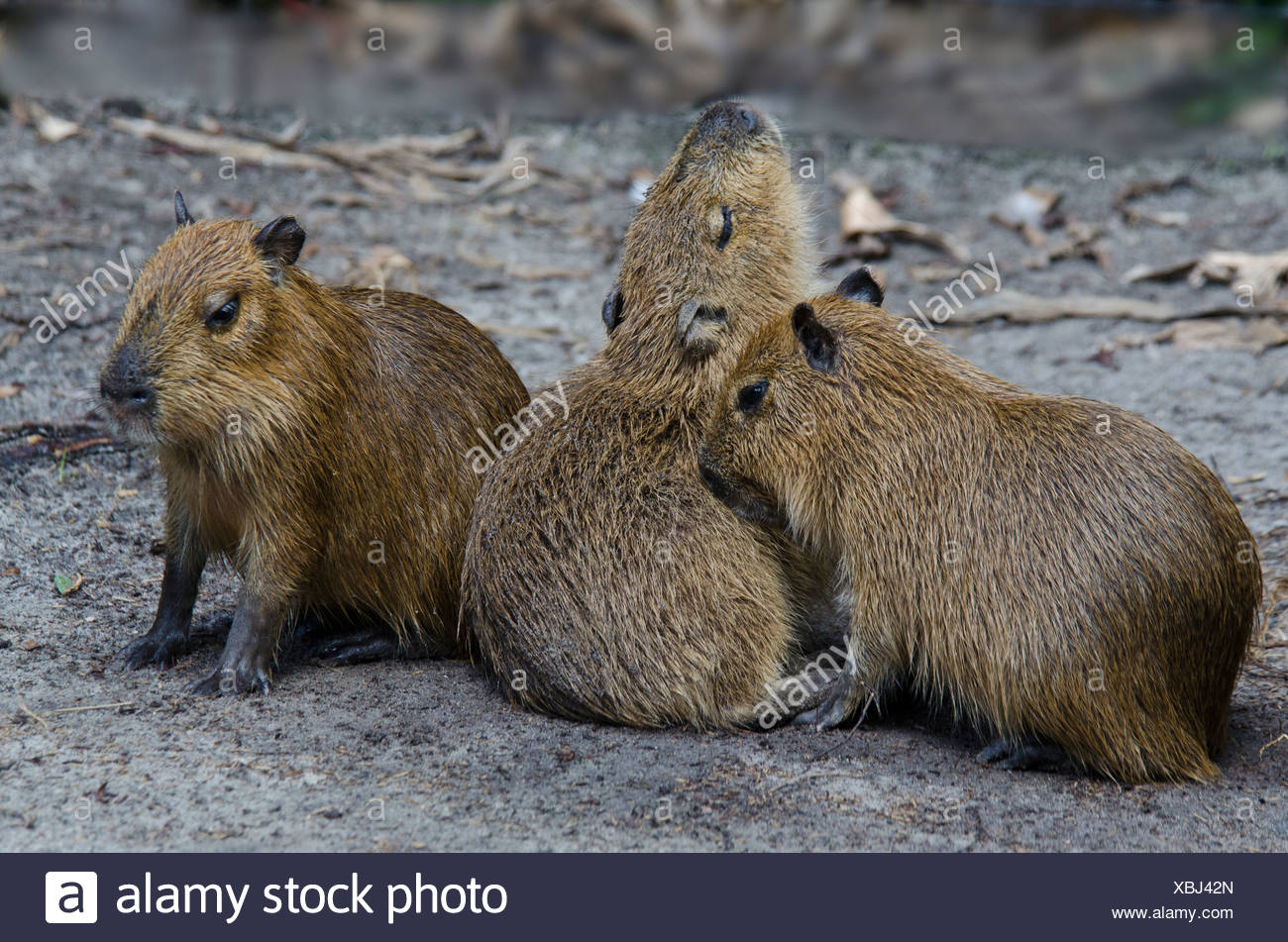 Capybara With Baby High Resolution Stock Photography And Images Alamy Capybara With Baby High Resolution Stock Photography And Images Alamy